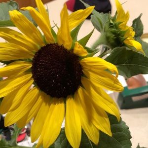 Meet your Posher, Schyler